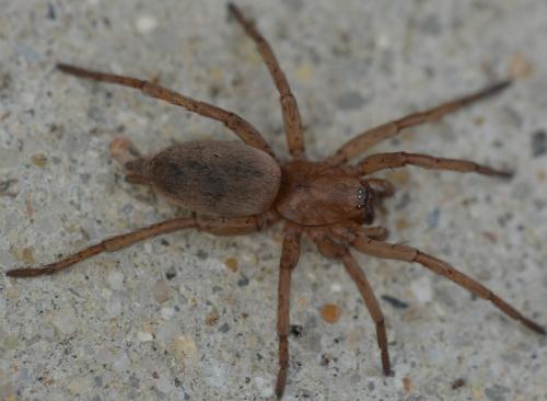 Drassodes (cupreus-lapidosus)